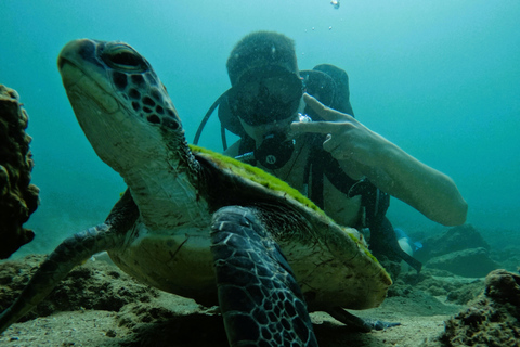 Vanuit Abu Dhabi: Duiken en snorkelen met BBQ, Transfer