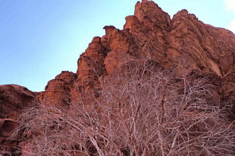 WADI RUM: TOUR DE MEDIO DÍA EN JEEP por la mañana o al atardecerTOUR DE MEDIO DÍA EN JEEP con almuerzo