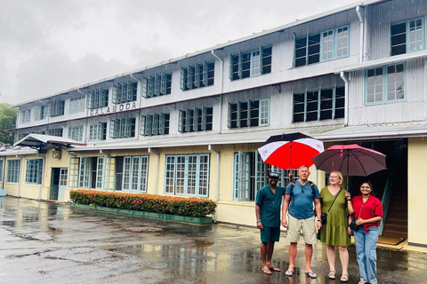 Tea Factory Tour with Tea Tasting , Pickup and Drop off