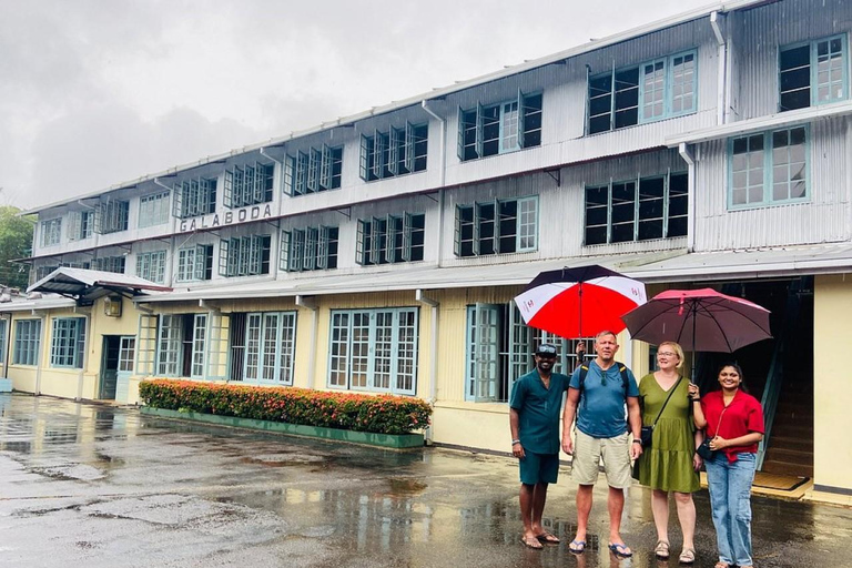 Tea Factory Tour with Tea Tasting , Pickup and Drop off