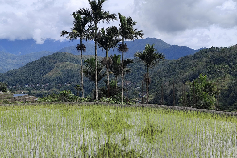 Banaue Rice Terraces and Sagada Tour