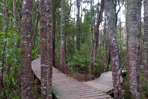 Auckland: Urban Rainforest Half-Day Small Group Walking Tour