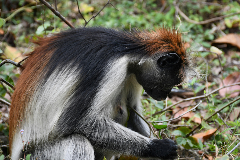 Zanzibar 4: Jozani Forest "The Red Monkeys," Dolphin Safari