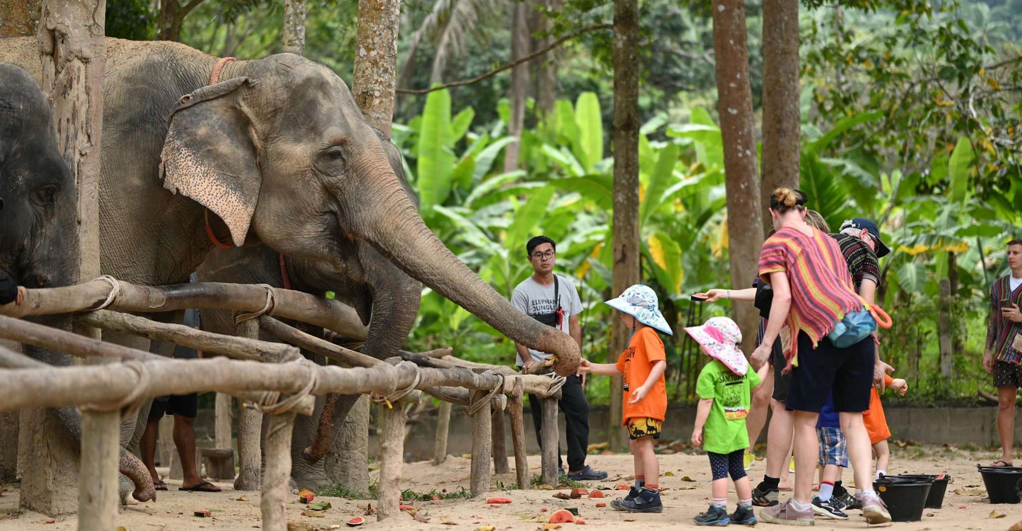 Koh Samui, Elephant Sanctuary Entry and Feeding Experience - Housity