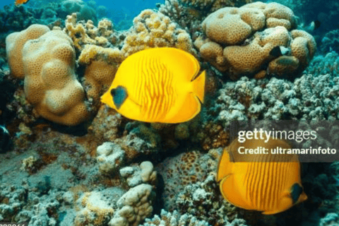 Punta Cana Catalina Island Scuba Diving & Beach Escape