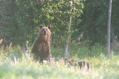 From Tallinn: 5-Day Wild Estonia Tour with Bear Watching