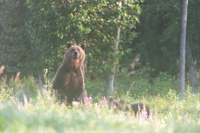From Tallinn: 5-Day Wild Estonia Tour with Bear Watching