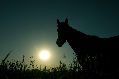 Caballos, Asado y Naturaleza. Un día en una granja de pura sangre