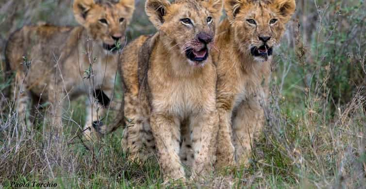 From Nairobi: 2-Day Ol Pejeta Conservancy Safari | GetYourGuide