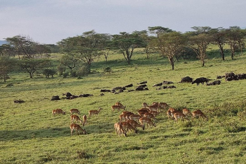 Da Nairobi: escursione al Parco Nazionale del Lago NakuruEscursione al Parco Nazionale del Lago Nakuru senza biglietto d&#039;ingresso