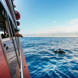 Desde Adeje: crucero para ver ballenas y delfines + almuerzo