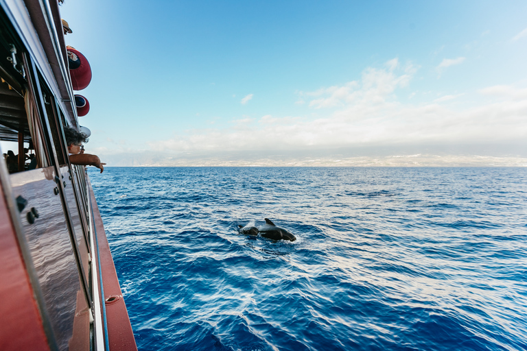 Depuis Adeje : croisière baleines et dauphins avec déjeunerVisite guidée sans prise en charge à l’hôtel