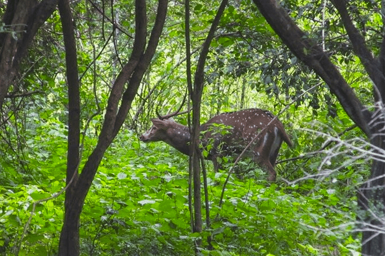 Safari jeepem do Parku Narodowego Udawalawa z Kolombo