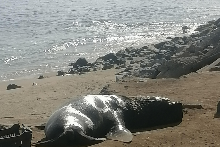 Santiago: Valparaíso and Viña del Mar Private Day Trip