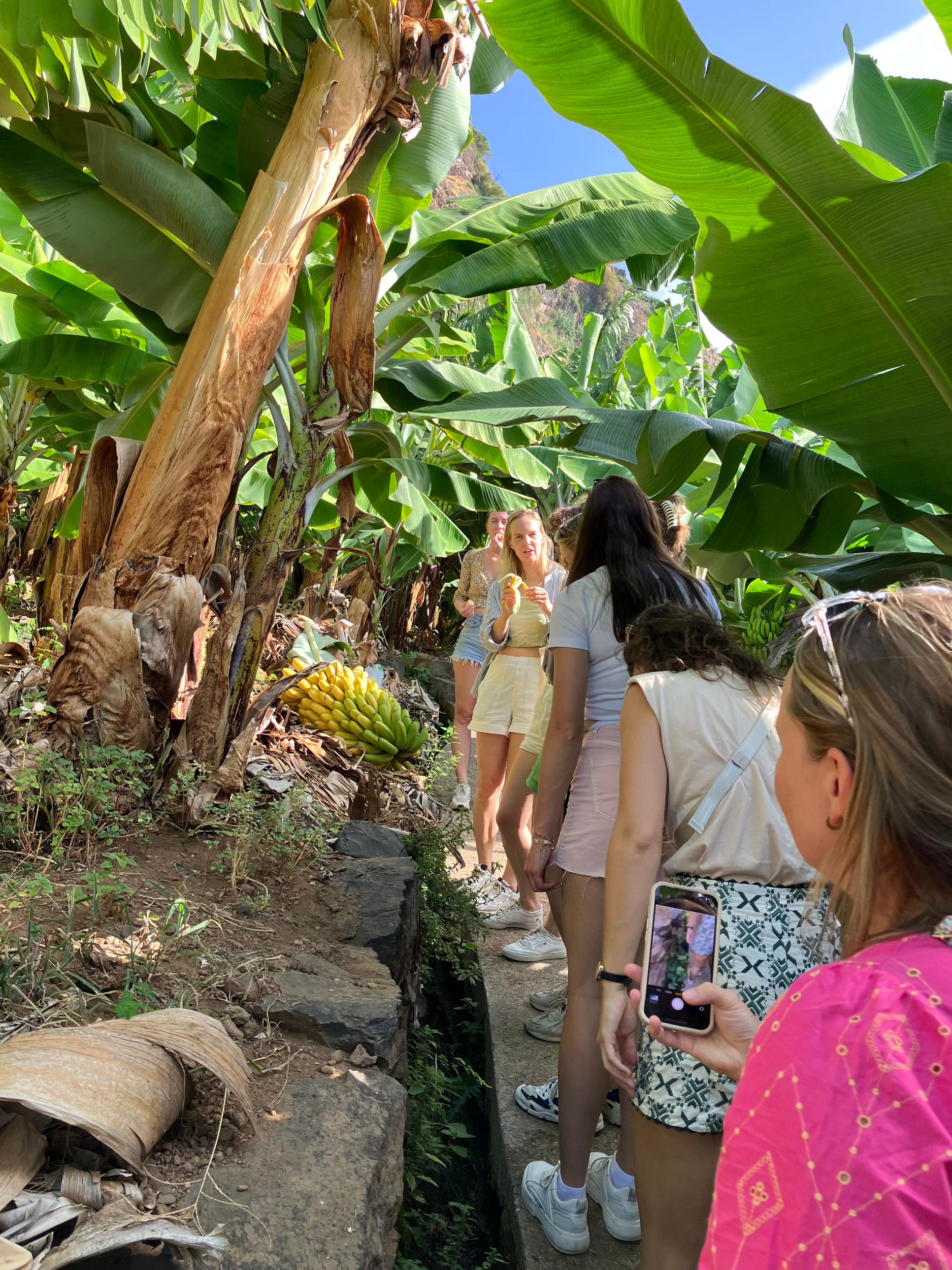 Madeira: Führung durch eine Bananenplantage mit Verkostung