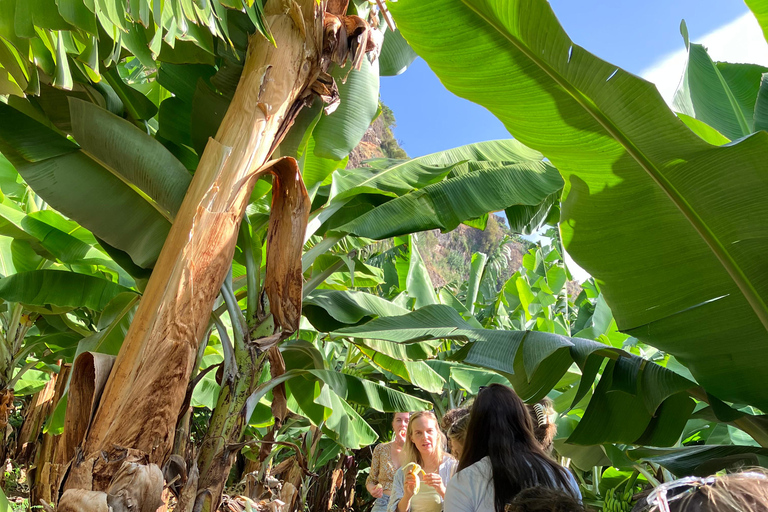 Madeira: Banana Plantation Guided Tour with Tasting