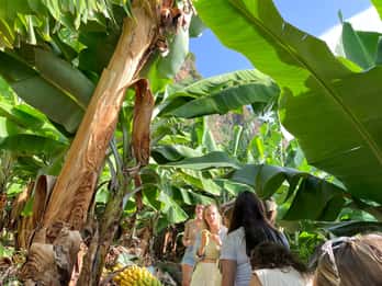 Madeira: Banana Plantation Guided Tour with Tasting