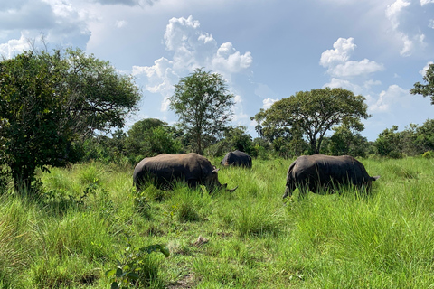 恩德培/坎帕拉：默奇森瀑布和齐瓦犀牛两日游