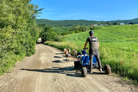 St-Liguori: Cani-Karting/Hundeschlittenfahrt erleben