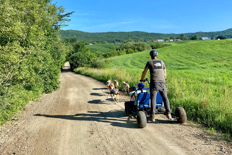 St-Liguori: Cani-Karting/Hundeschlittenfahrt erleben