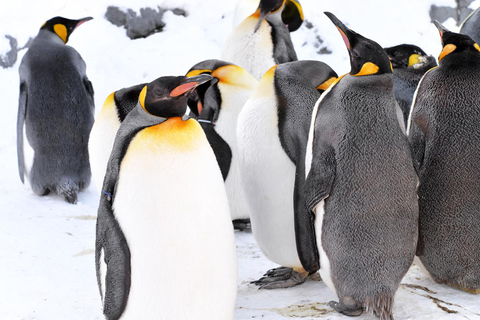 Hokkaido dagsutflykt: Asahiyama Zoo, Biei och Ningle Terrace