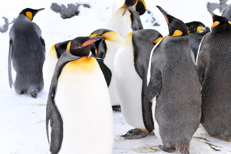 Hokkaido 1-dniowa wycieczka: Zoo Asahiyama, Biei i Ningle Terrace