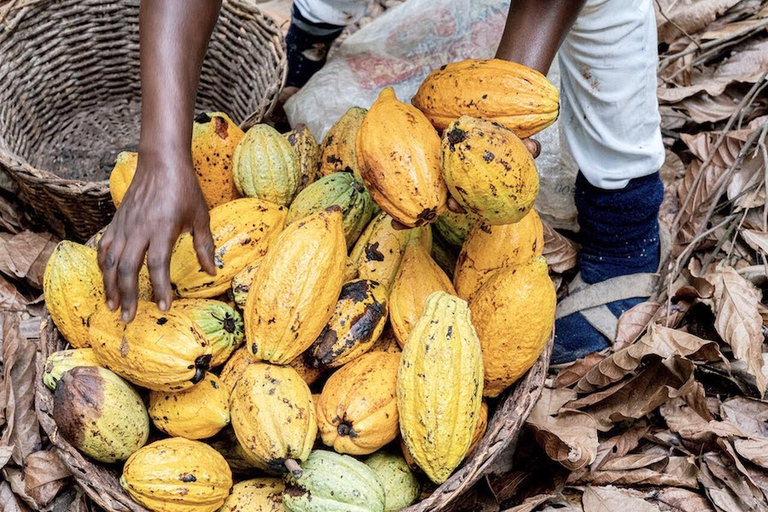 Accra : Aburi Gardens, Cocoa Farm, & Waterfalls Tour