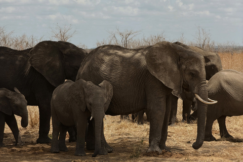 From Zanzibar: 1-Day Selous Safari with Flight & Lunch Selous Safari from Zanzibar – Without Transfer