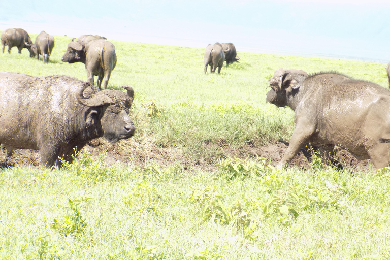 阿鲁沙：3日国家公园导游Safari游