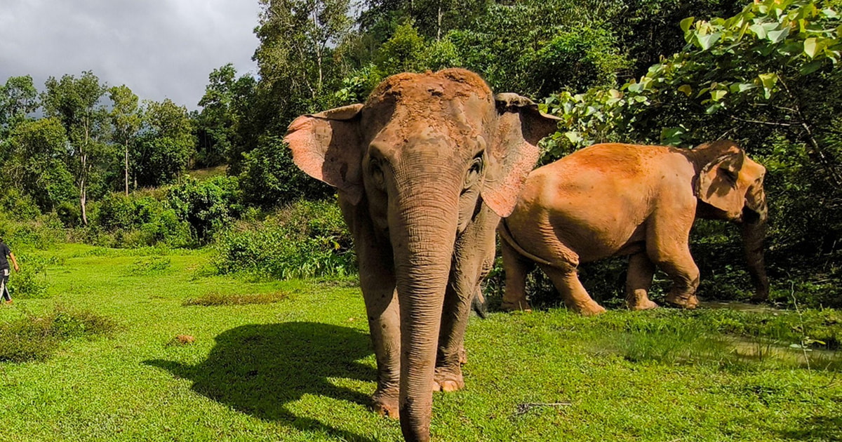 Chiang Mai: Elephant Observation & Wang River Bamboo Rafting | GetYourGuide