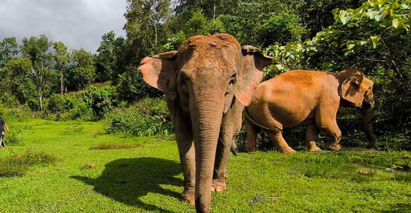 Chiang Mai: Elephant Observation & Wang River Bamboo Rafting