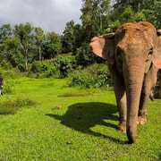 Chiang Mai: Elephant Observation & Wang River Bamboo Rafting