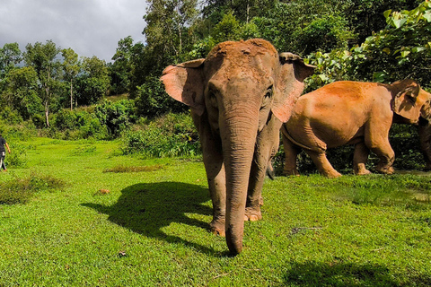 Chiang Mai: Elephant Observation & Wang River Bamboo Rafting