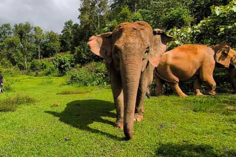 Chiang Mai: Elephant Observation & Wang River Bamboo Rafting - Image 3