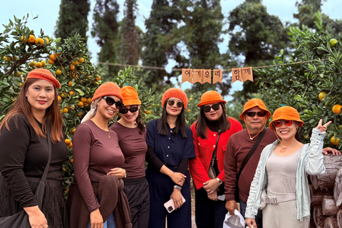 جيجو: جولة مجموعة صغيرة مع قطف الكاميليا واليوسفي