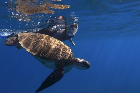 Teneryfa: odkrycie snorkelingu w Turtle Bay z filmemPrywatna wycieczka nurkowa z rurką w Turtle Bay z fotografem