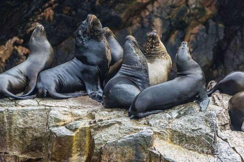 De Lima: Ica - Paracas - Nazca 3D/2N