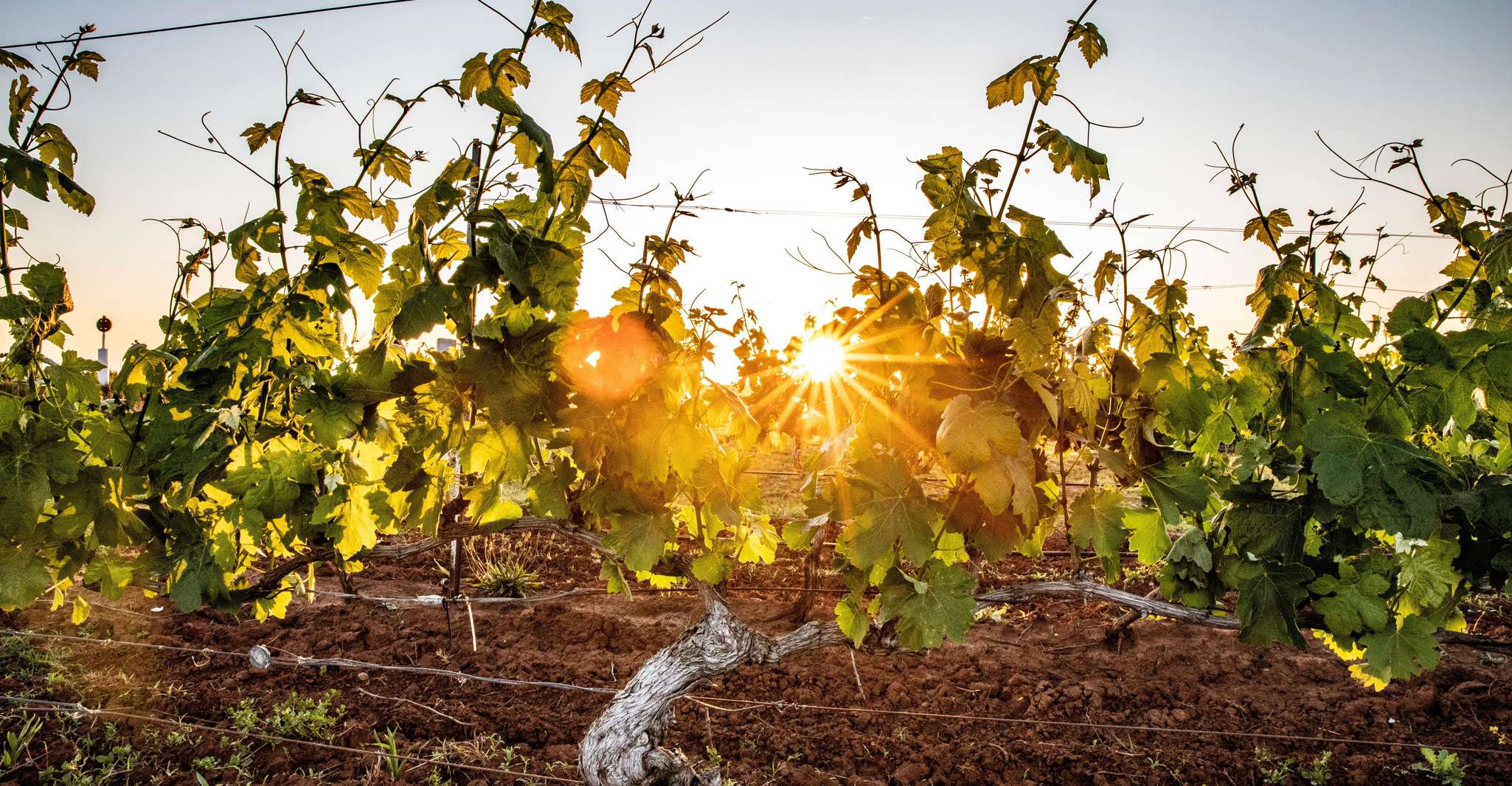 From Melbourne: Yarra Valley Chandon Cheese & Kangaroos Tour photo 8