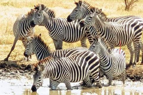 Sansibar: 3-tägige Mikumi-Nationalpark-Safari mit dem SGR-Zug