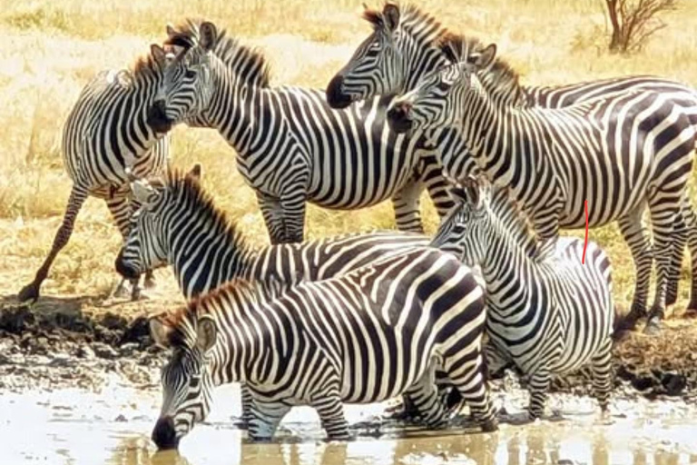 Sansibar: 3-tägige Mikumi-Nationalpark-Safari mit dem SGR-Zug