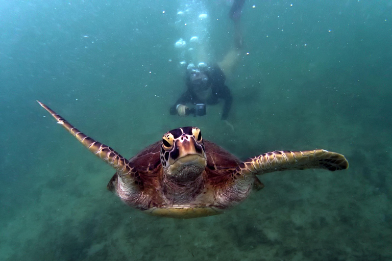 Mirissa, Sri Lanka: Guided Eco Turtle Snorkel & GoPro Videos
