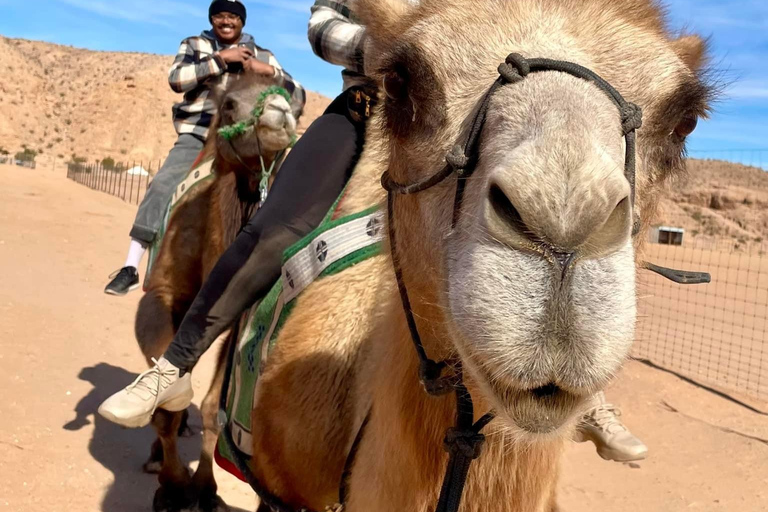 Las Vegas: Desert Camel Ride