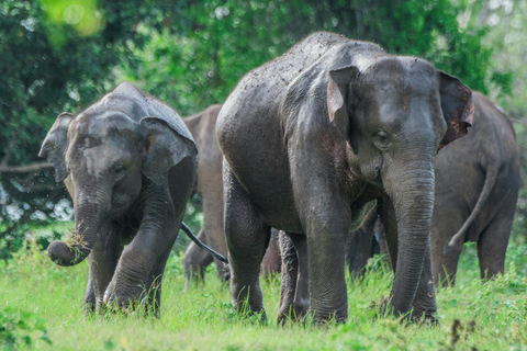 Sri Lanka: 8-Days Tour from the Airport with Private Guide 8 Days Tour with Flat Roof Van