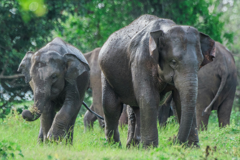 Sri Lanka: 8-Days Tour from the Airport with Private Guide 8 Days Tour with Flat Roof Van