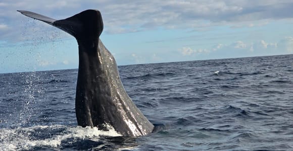 Black River: Whale Watching Boat Tour