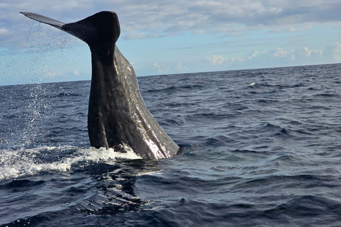 Black River: Whale Watching Boat Tour