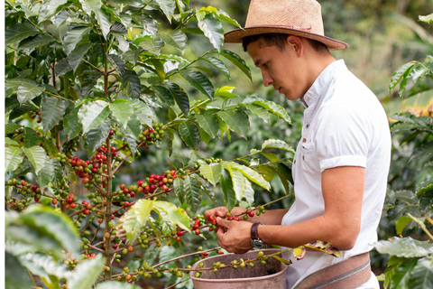 Dalat: Three Waterfalls Small Group Tour - Alpine Coaster