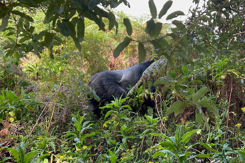 4-daagse Rwanda Oeganda gorillatrektocht ervaring