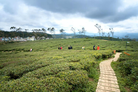 Desde Nairobi: Visita y almuerzo en la Granja de Té Kiambethu