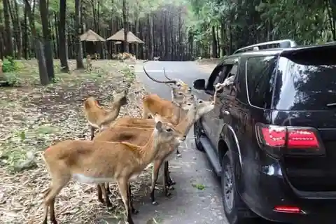 Private Trip Safari Park Fr Surabaya/Malang (All inclusive)